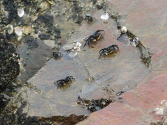 Pachygrapsus socius
