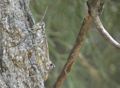 Melanoplus splendidus