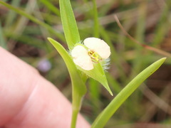 Commelina gambiae