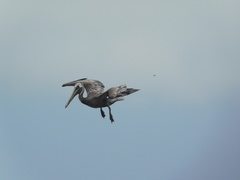 Pelecanus thagus