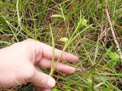 Commelina gambiae