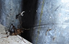 Pleioplectron simplex