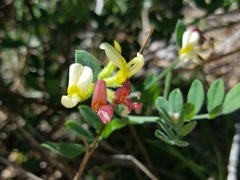 Acmispon grandiflorus grandiflorus