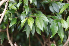 Symplocos baeuerlenii