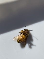 Apis mellifera