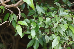 Symplocos baeuerlenii