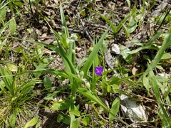 Tradescantia tharpii