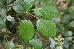 Rubus moorei