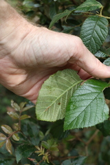 Rubus moorei