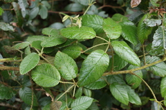 Rubus moorei