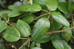 Rubus moorei