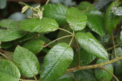 Rubus moorei