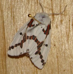 Euerythra phasma