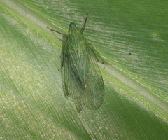 Dictyopharina viridissima