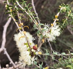 Melaleuca acuminata