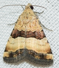 Pseudozarba bipartita