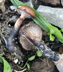 Gomphidius nigricans