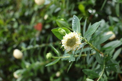 Pimelea ligustrina ligustrina