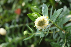 Pimelea ligustrina ligustrina