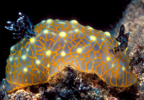 Gold Lace Nudibranch