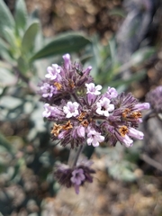 Eriodictyon traskiae traskiae