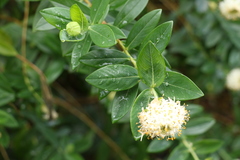 Pimelea ligustrina ligustrina