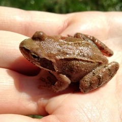 Rana temporaria