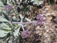 Eriodictyon traskiae traskiae