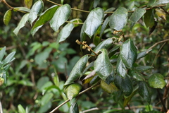 Parsonsia fulva