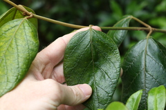 Parsonsia fulva