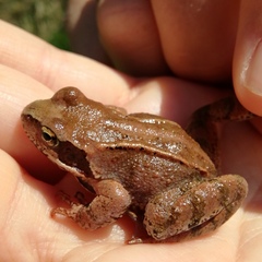 Rana temporaria