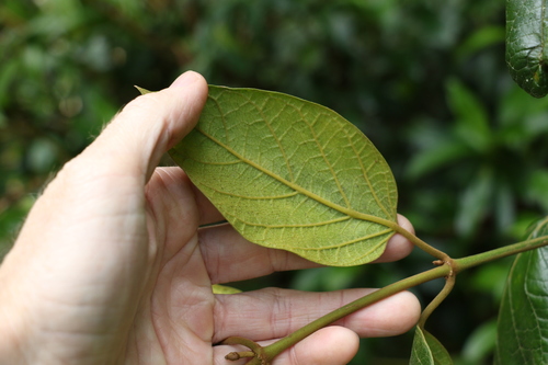 Image of Parsonsia fulva by (c) Greg Tasney, some rights reserved (CC BY-SA)