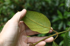 Parsonsia fulva