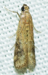 Metallostichodes nigrocyanella