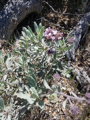 Eriodictyon traskiae traskiae