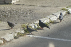 Columba livia domestica
