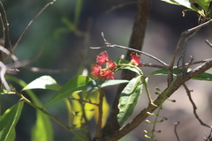 Barringtonia acutangula