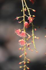Barringtonia acutangula