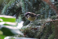 Parus major