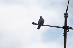 Streptopelia decaocto