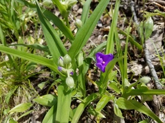 Tradescantia tharpii