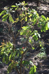 Barringtonia acutangula