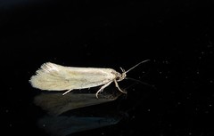 Tingena chloradelpha