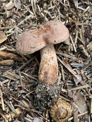 Lactarius imperceptus