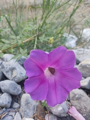 Ipomoea orizabensis collina