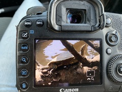 Graptemys sabinensis