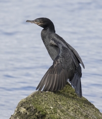 Nannopterum brasilianum brasilianum