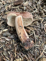 Lactarius imperceptus