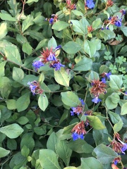 Ceratostigma plumbaginoides