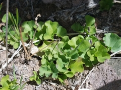 Dichondra occidentalis